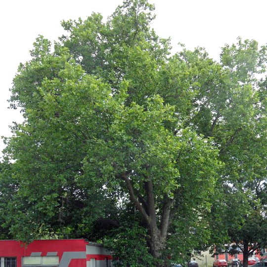 Platan v Havlíčkově ulici