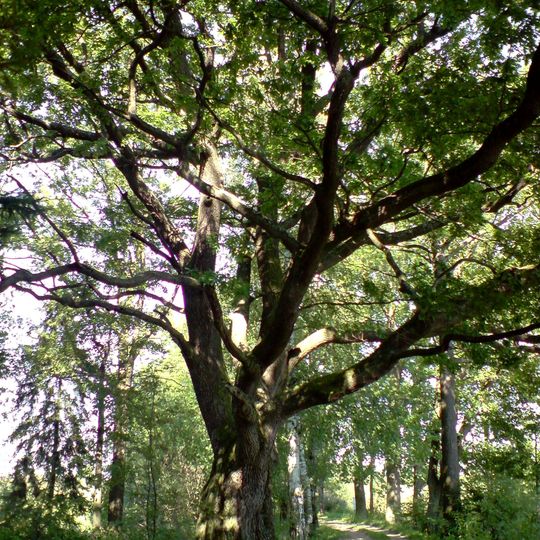 Dub u Budínského rybníka