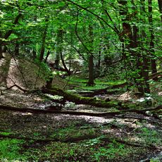 Königsbüscher Wäldchen