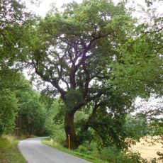 Remarkable tree near Kníje