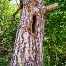 Zervynos village hollow pines