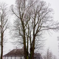 Martinské lípy v Jindřichovicích