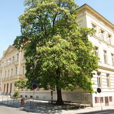 Katalpa nádherná pana učitele Josefa Přibyla