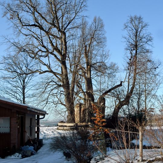 Lípy v Kostelní Bříze