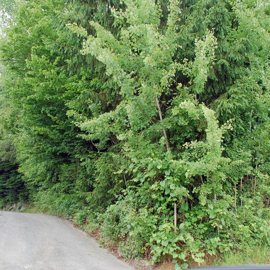 Hügelgräber in den Kohlwäldern