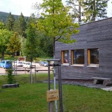 Tilia of Liberty in Janské Lázně