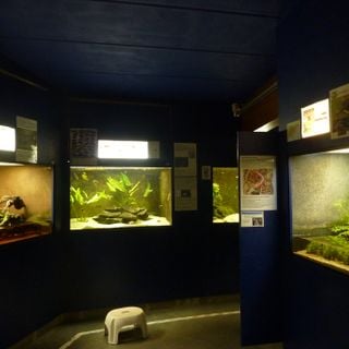 Aquarium of Brussels