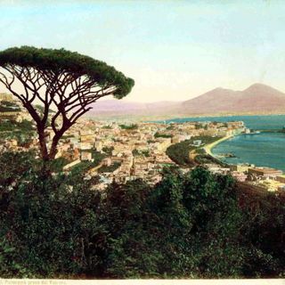 Pine of Naples