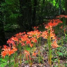 オオキツネノカミソリ群生地