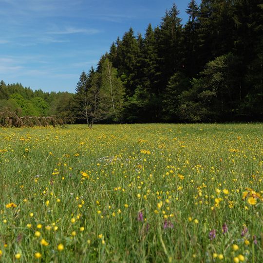 Lipovské upolínové louky