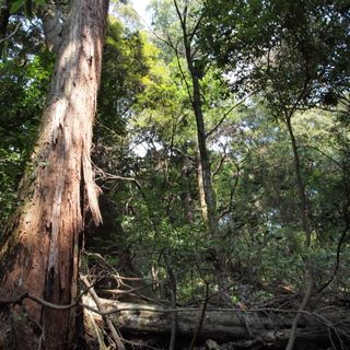 Kasugayama Primeval Forest