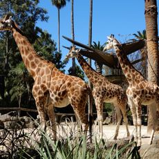 Melbourne Zoo