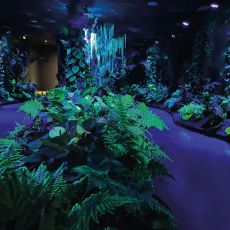 La Serre aux papillons