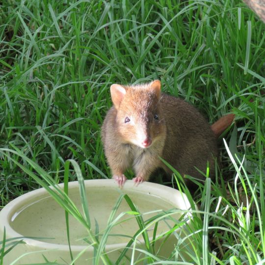 Australian Wildlife Park, Albany