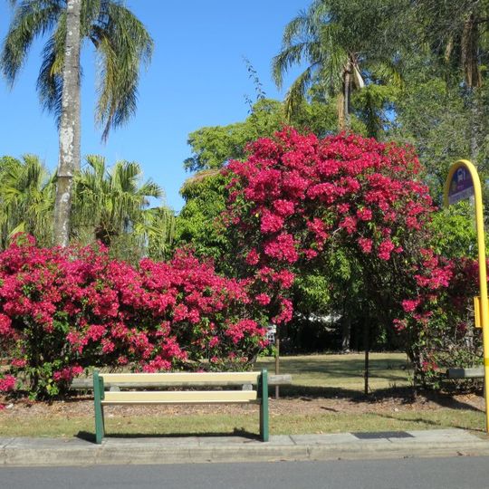 Thomas Park Bougainvillea Gardens