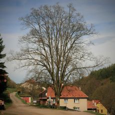 Lípa Svobody