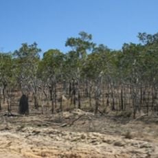 Juunju Daarrba Nhirrpan National Park (Cape York Peninsula Aboriginal Land)