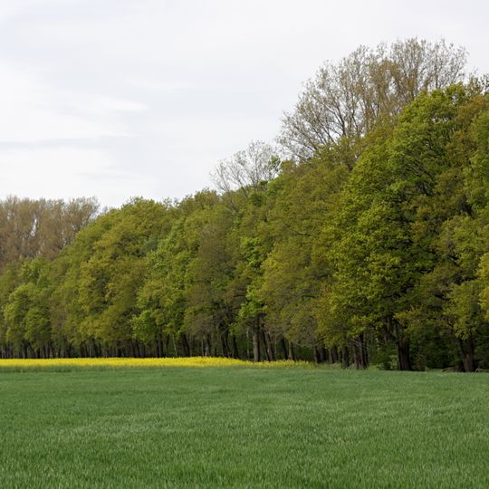 Von Pawelsches Holz, Ölper Holz und Der Lammer Busch