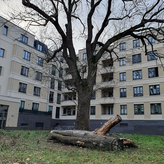 Fraxinus excelsior in residential quarter near castle Schönefeld