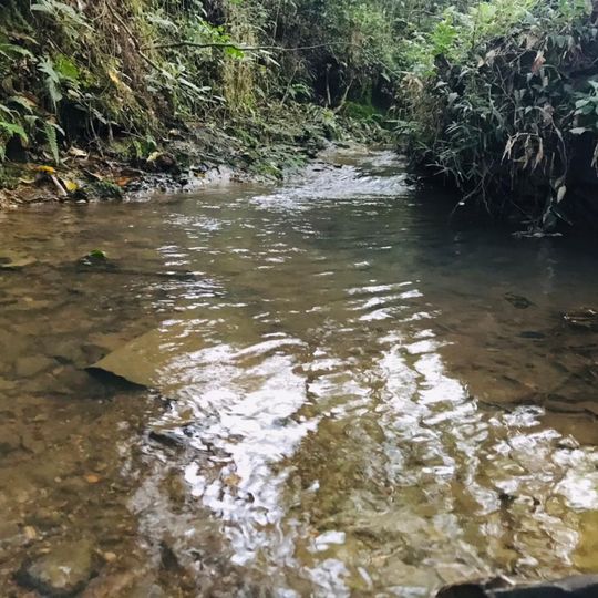 Floresta Nacional de Irati