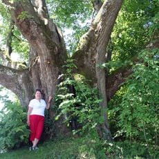 Linden of Conjoux