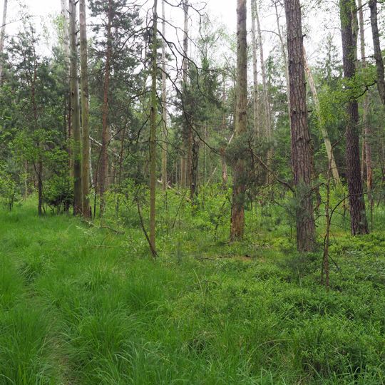 Waldmoore bei Großdittmannsdorf