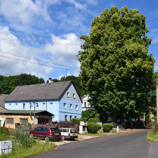 Lípy v Janově, ul. Křižatecká