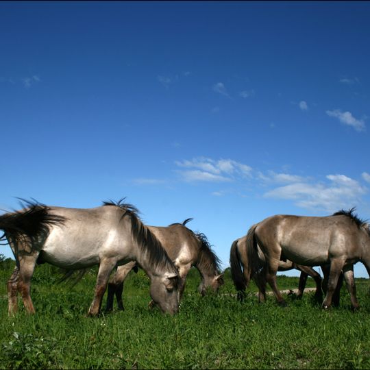Lielupes palienes pļavas