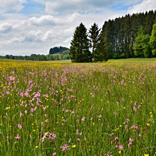 Neuhauser Moos-Mollenweiher
