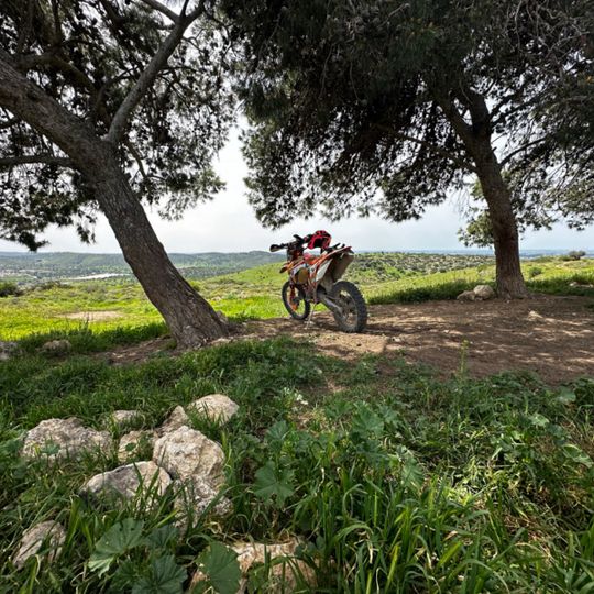 עצים יפים עם נוף