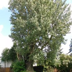 Monumental poplar at Brukselska Street in Warsaw