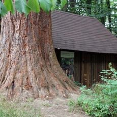 Wellingtonie am Betzenberg