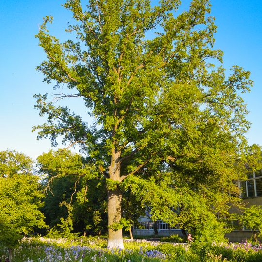 The oak near the school