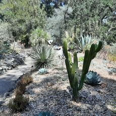 Phelan Cacti Garden
