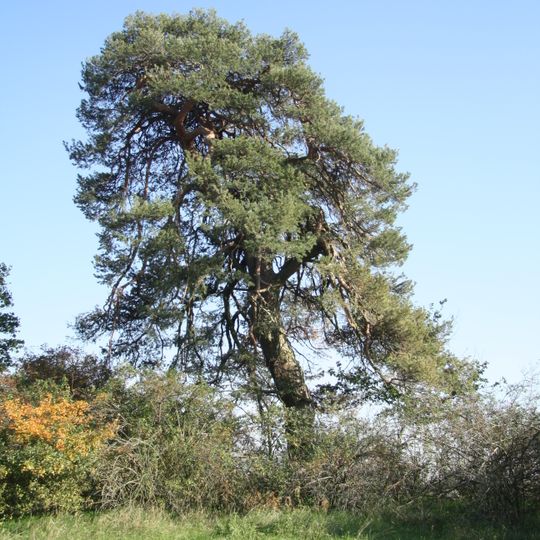 Borovice u Pozďatína
