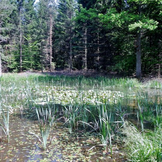 Feuchtgebiet am Alten Stuttgarter Weg