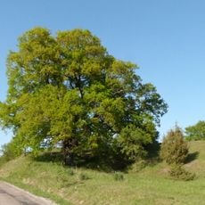 Weipertshofener Eiche