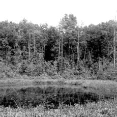 Spruce Hole Bog