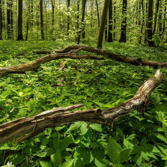 Maaßeler Lindenwald