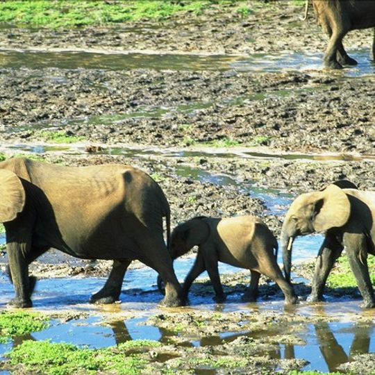 Riserva speciale Dzanga-Sangha