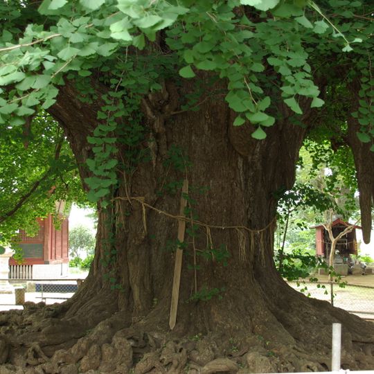 千葉寺ノ公孫樹