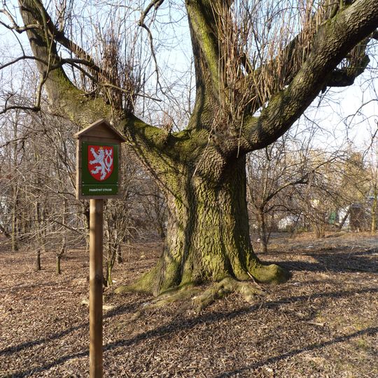 Ash tree u Bártova statku