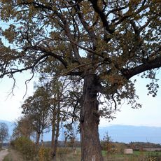 Dovydžių ąžuolas