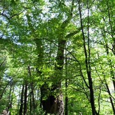 Dąb Sobieskiego w Łężczoku