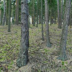 Befestigte Höhensiedlung Singerkreuz