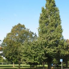 Wandsworth Common