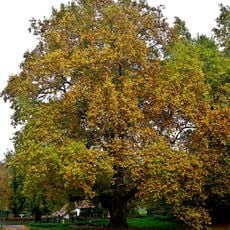 Platane Siebeneichen