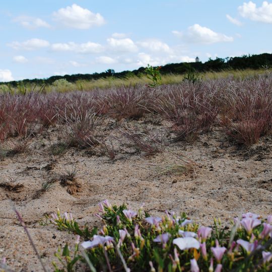 Astheimer Dürringswasen