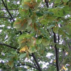 Village-Arboretum de Vernet Les Bains