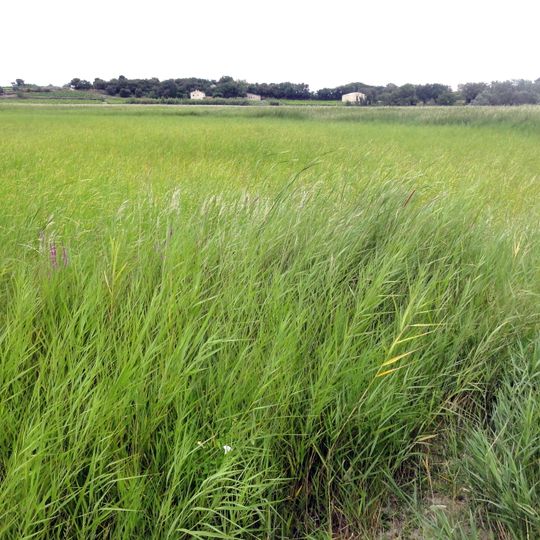 Étang salé de Courthézon